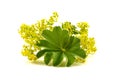 Ladys mantle, Alchemilla mollis Royalty Free Stock Photo