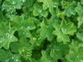 Lady`s mantle green leaves with drops of water Royalty Free Stock Photo
