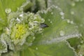Lady`s mantle herb and a fly with water drops of the morning dense