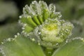 Lady`s mantle herb with water drops of the morning dense