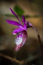 Lady s slipper -Cypripedium reginae