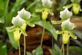 Lady's slipper orchid