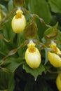 Macro of Yellow Lady\'s Slipper Orchid Flowers