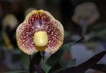 Lady`s slipper orchid, Cypripedioideae Paphiopedilum Royalty Free Stock Photo