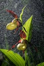 Lady's Slipper Orchid bloom in pouring rain like snowing. Blossom and water drops. Yellow with red petals blooming Royalty Free Stock Photo