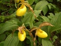 What size are these Lady`s-slipper Orchid blooms? Royalty Free Stock Photo