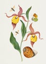 Lady\'s slipper orchid, butterfy and shell