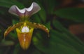 Lady`s slipper orchid, Cypripedioideae Paphiopedilum Royalty Free Stock Photo