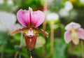 Lady`s slipper orchid, Cypripedioideae Paphiopedilum Royalty Free Stock Photo