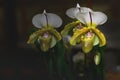 Lady`s slipper orchid, Cypripedioideae Paphiopedilum Royalty Free Stock Photo