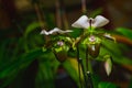 Lady`s slipper orchid, Cypripedioideae Paphiopedilum Royalty Free Stock Photo