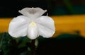 Lady`s slipper orchid, Cypripedioideae Paphiopedilum Royalty Free Stock Photo