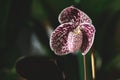 Lady`s slipper orchid, Cypripedioideae Paphiopedilum Royalty Free Stock Photo