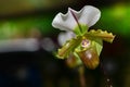 Slipper orchid Cypripedioideae Paphiopedilum, Royalty Free Stock Photo