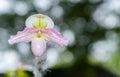 Slipper orchid Cypripedioideae Paphiopedilum, Royalty Free Stock Photo