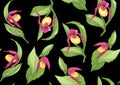 Lady's slipper orchid, Cypripedioideae, Seamless pattern, background. Vector illustration.