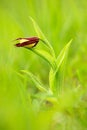 Lady`s Slipper Orchid, Cypripedium calceolus, flowering European terrestrial wild orchid in nature habitat. Flower on the green Royalty Free Stock Photo