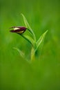 Lady`s Slipper Orchid, Cypripedium calceolus, flowering European terrestrial wild orchid in nature habitat. Beautiful detail of bl Royalty Free Stock Photo