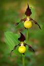 Lady`s Slipper Orchid, Cypripedium calceolus, flowering European terrestrial wild orchid, nature habitat, detail of bloom, green c