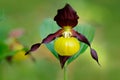 Lady`s Slipper Orchid, Cypripedium calceolus, flowering European terrestrial wild orchid, nature habitat, detail of bloom, green c