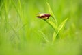 Lady`s Slipper Orchid, Cypripedium calceolus, flowering European terrestrial wild orchid in nature habitat. Flower on the green m Royalty Free Stock Photo