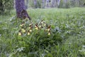 Lady's-slipper orchid