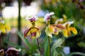 Lady`s Slipper orchid flower Paphiopedilum in the garden Royalty Free Stock Photo