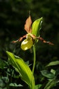 Lady`s Slipper Orchid flower. Yellow with red petals blooming flower in natural environment. Lady Slipper blossom bloom. Royalty Free Stock Photo