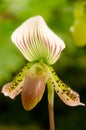 Lady's slipper orchid