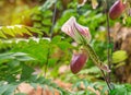 lady's slipper orchid (Paphiopedilum Callosum)