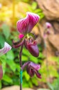 lady's slipper orchid (Paphiopedilum Callosum)