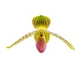 Lady's slipper orchid