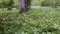 Lady's-slipper orchid in their natural habitat