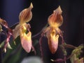 Lady`s slipper orchids