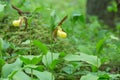 Lady`s-slipper orchids, Cypripedium calceolus