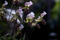 Lady\'s slipper orchids or Paphiopedilum callosum Rchb Stein flowes in full bloom the native epiphyte plant to tropical