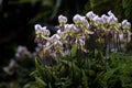 Lady\'s slipper orchids or Paphiopedilum callosum Rchb Stein flowes in full bloom the native epiphyte plant to tropical