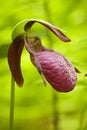 Lady's Slippers Royalty Free Stock Photo