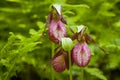 Lady's Slippers Royalty Free Stock Photo