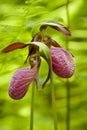 Lady's Slippers Royalty Free Stock Photo