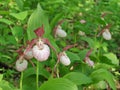 Lady's Slippers