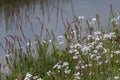 Lady`s smock Cardamine pratensis