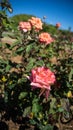 Lady Of Shalott Rose Breed Closeup Royalty Free Stock Photo