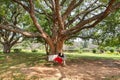 Lady sitting on a bench under big branches of green tree in city park. Royalty Free Stock Photo