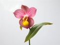 Lady Sliper OrchidÂ flower in studio background, single lady sliperÂ flower, Beautiful flower images Royalty Free Stock Photo