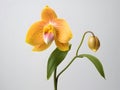 Lady Sliper OrchidÂ flower in studio background, single lady sliperÂ flower, Beautiful flower images Royalty Free Stock Photo