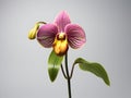 Lady Sliper OrchidÂ flower in studio background, single lady sliperÂ flower, Beautiful flower images Royalty Free Stock Photo