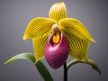 Lady Sliper OrchidÂ flower in studio background, single lady sliperÂ flower, Beautiful flower images Royalty Free Stock Photo