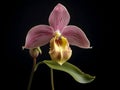 Lady Sliper OrchidÂ flower in studio background, single lady sliperÂ flower, Beautiful flower images Royalty Free Stock Photo