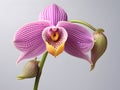 Lady Sliper OrchidÂ flower in studio background, single lady sliperÂ flower, Beautiful flower images Royalty Free Stock Photo